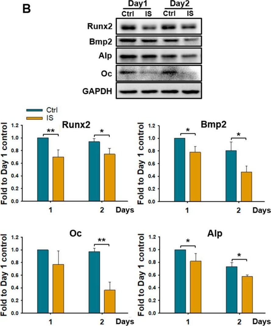 Fig.2.B showing Western Blotting from the publication: Indoxyl Sulfate Inhibits Osteogenesis in Bone Marrow Mesenchymal Stem Cells through the AhR/Hes1 Pathway.