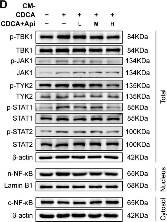 Fig.7.D showing Western Blotting in a Homo sapiens (Human) sample from the publication: Transcriptotype-Driven Discovery of Apigenin as a Therapy against Cholestatic Liver Fibrosis: Through Inhibition of PANoptosis and Following Type-I Interferon Responses.