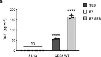 Fig.5.G showing Enzyme-linked immunosorbent assay from the publication: Binding of Staphylococcal Enterotoxin B (SEB) to B7 Receptors Triggers TCR- and CD28-Mediated Inflammatory Signals in the Absence of MHC Class II Molecules.
