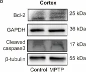 Fig.7.D showing Western Blotting in a Mus musculus (House mouse) sample from the publication: A Pilot Study on a Possible Mechanism behind Olfactory Dysfunction in Parkinson's Disease: The Association of TAAR1 Downregulation with Neuronal Loss and Inflammation along Olfactory Pathway.
