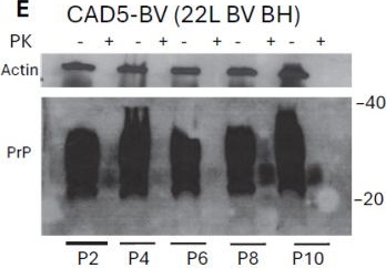 Fig.3.E showing Western Blotting from the publication: A Neuronal Cell Line Model for Studying Camel Prions.