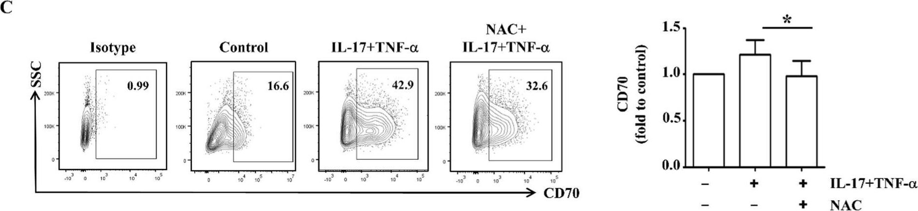 Fig.3.C showing Flow cytometry/Cell sorting from the publication: Hypoxia-Inducible Factor-2 Alpha Regulates the Migration of Fibroblast-like Synoviocytes via Oxidative Stress-Induced CD70 Expression in Patients with Rheumatoid Arthritis.