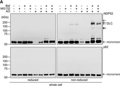NDP52 acts as a redox sensor in PINK1/Parkin-mediated mitophagy.