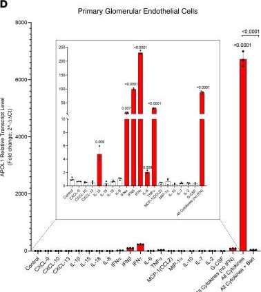 Fig.3.D in a Homo sapiens (Human) sample from the publication: JAK inhibitor blocks COVID-19 cytokine-induced JAK/STAT/APOL1 signaling in glomerular cells and podocytopathy in human kidney organoids.