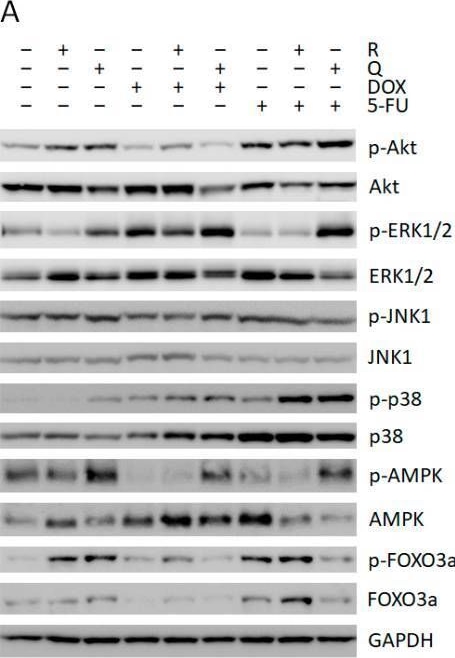 Fig.5.A showing Western Blotting in a Homo sapiens (Human) sample from the publication: Differential Effects of Rutin and Its Aglycone Quercetin on Cytotoxicity and Chemosensitization of HCT 116 Colon Cancer Cells to Anticancer Drugs 5-Fluorouracil and Doxorubicin.