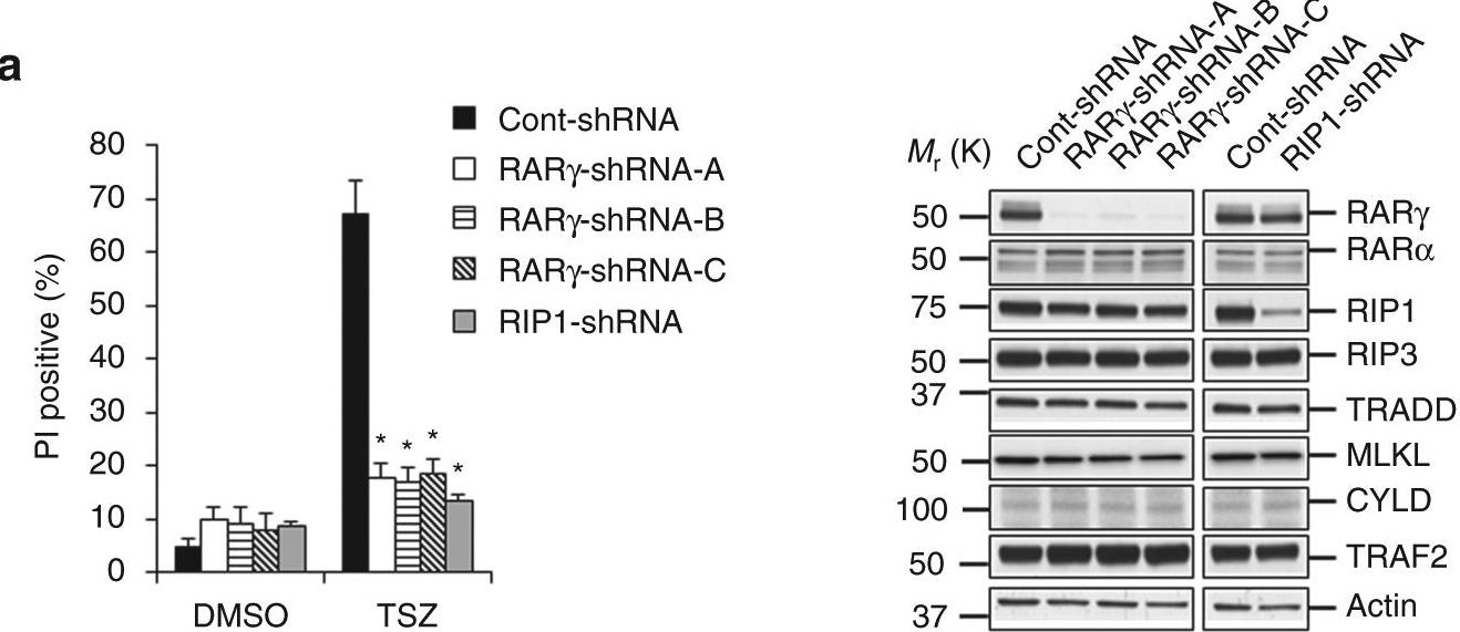Fig.1.A showing Western Blotting in a Mus musculus (House mouse) sample from the publication: The cytoplasmic nuclear receptor RARγ controls RIP1 initiated cell death when cIAP activity is inhibited.