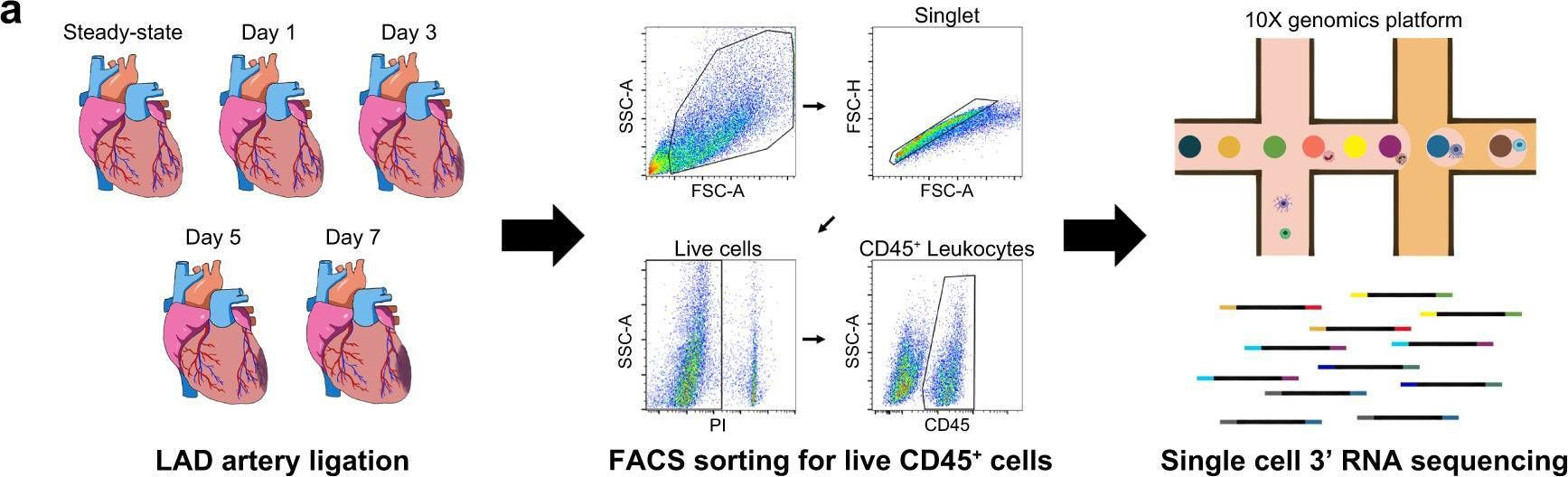 Fig.1.A showing Flow cytometry/Cell sorting from the publication: Spatiotemporal dynamics of macrophage heterogeneity and a potential function of Trem2hi macrophages in infarcted hearts.