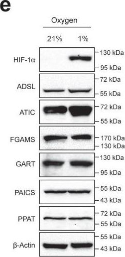 Fig.2.E showing Western Blotting in a Homo sapiens (Human) sample from the publication: Hypoxia drives the assembly of the multienzyme purinosome complex.