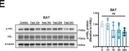 Fig.1.E showing Western Blotting from the publication: Deleting Bmp4 in brown fat unlocks an arachidonic acid-AMPK axis to boost energy expenditure.