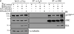 Fig.9.J showing Western Blotting in a Homo sapiens (Human) sample from the publication: The dynein adaptor Hook2 plays essential roles in mitotic progression and cytokinesis.