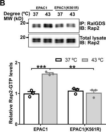 Fig.6.B showing Western Blotting from the publication: Protein SUMOylation promotes cAMP-independent EPAC1 activation.