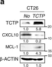 Fig.3.A showing Western Blotting from the publication: Targeting TCTP sensitizes tumor to T cell-mediated therapy by reversing immune-refractory phenotypes.