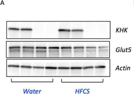 Fig.4.A showing Western Blotting from the publication: High Fructose Corn Syrup Accelerates Kidney Disease and Mortality in Obese Mice with Metabolic Syndrome.