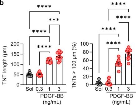 Fig.2.B showing Flow cytometry/Cell sorting from the publication: Pericyte-to-Endothelial Cell Communication via Tunneling Nanotubes Is Disrupted by a Diol of Docosahexaenoic Acid.
