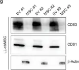 Fig.2.G showing Western Blotting from the publication: NG2 as an Identity and Quality Marker of Mesenchymal Stem Cell Extracellular Vesicles.