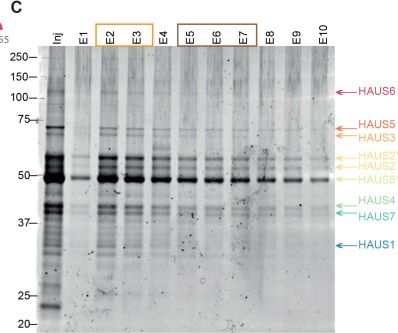 Fig.1.C showing Western Blotting from the publication: Microtubule binding of the human augmin complex is directly controlled by importins and Ran-GTP.