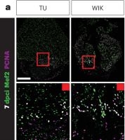 Fig.3.A showing Immunohistochemistry-immunofluorescence from the publication: Oxidative phosphorylation is required for cardiomyocyte re-differentiation and long-term fish heart regeneration.