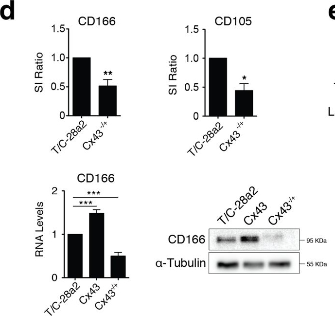 Fig.3.D showing Western Blotting in a Homo sapiens (Human) sample from the publication: Targeting of chondrocyte plasticity via connexin43 modulation attenuates cellular senescence and fosters a pro-regenerative environment in osteoarthritis.