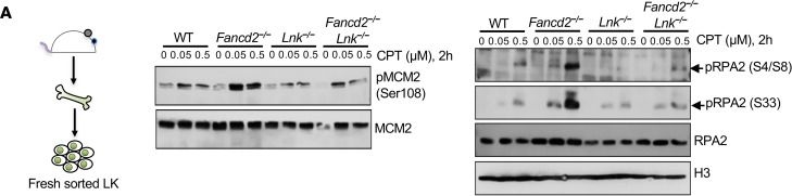 Fig.5.A showing Western Blotting in a Mus musculus (House mouse) sample from the publication: Lnk deficiency enhances translesion synthesis to alleviate replication stress and promote hematopoietic stem cell fitness.