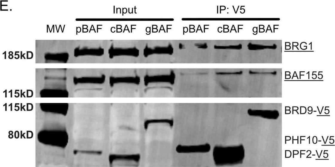 Fig.1.E showing Western Blotting in a Homo sapiens (Human) sample from the publication: Differential modulation of polycomb-associated histone marks by cBAF, pBAF, and gBAF complexes.
