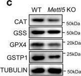 Fig.5.C showing Western Blotting in an Equus caballus (Horse) sample from the publication: METTL5 deficiency impairs osteogenesis through OSER1-dependent antioxidant regulation.