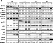 p38 MAPK (D13E1) XP® Rabbit mAb | Cell Signaling Technology