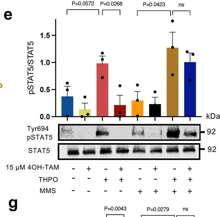 Fig.8.E showing Western Blotting from the publication: Tamoxifen for the treatment of myeloproliferative neoplasms: A Phase II clinical trial and exploratory analysis.