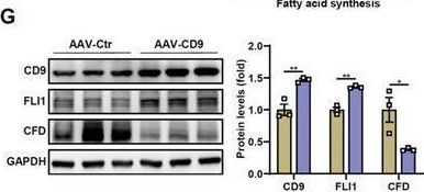 Fig.6.G showing Western Blotting in a Mus musculus (House mouse) sample from the publication: CD9 Counteracts Liver Steatosis and Mediates GCGR Agonist Hepatic Effects.
