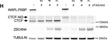 Fig.2.H showing Western Blotting in an Oryctolagus cuniculus (Rabbit) sample from the publication: Alterations in chromatin organization promote totipotent-like features in a DPPA2/DUX-dependent manner.