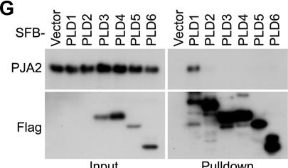 Fig.5.G showing Western Blotting from the publication: Interactome Analysis of Human Phospholipase D and Phosphatidic Acid-Associated Protein Network.
