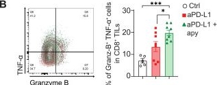 Fig.3.B showing Flow cytometry/Cell sorting from the publication: Secretory IgA amplification during immune checkpoint blockade enhances the control of tumor growth by enterotropic T cells.