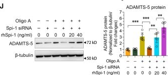 Fig.4.J showing Western Blotting from the publication: Mitochondrial dysfunction activates ADAMTS-5 expression via mt-dsRNA-PKR-Spi-1 axis in osteoarthritic chondrocytes.