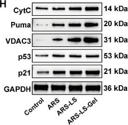 Fig.6.H showing Western Blotting from the publication: Artesunate nanoliposome-hydrogel: a dual-modal therapy for post-surgical melanoma.
