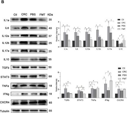 Fig.4.B from the publication: Fecal microbiota transplantation inhibits colorectal cancer progression: Reversing intestinal microbial dysbiosis to enhance anti-cancer immune responses.