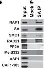 Fig.4.E showing Western Blotting from the publication: Histone chaperone NAP1 mediates sister chromatid resolution by counteracting protein phosphatase 2A.