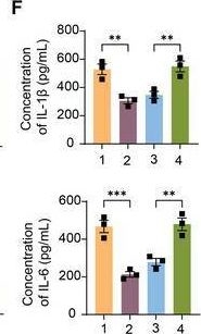 Fig.5.F showing Enzyme-linked immunosorbent assay from the publication: KLF7 Blocks MKNK2/HIF-1 Pathway-Mediated M1 Microglia Polarization to Ameliorate Ischemic Stroke-Induced Neurological Injury.
