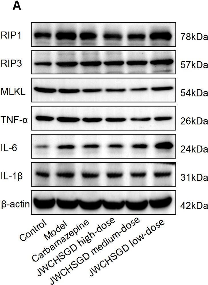 Fig.8.A showing Western Blotting in a Mus musculus (House mouse) sample from the publication: Mitigating effects of Jiawei Chaihu Shugan decoction on necroptosis and inflammation of hippocampal neurons in epileptic mice.