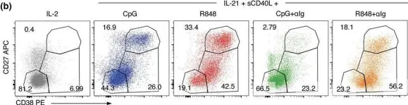 Fig.1.B showing Flow cytometry/Cell sorting from the publication: Distinguishing naive- from memory-derived human B cells during acute responses.