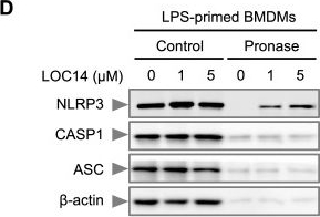 Fig.3.D showing Western Blotting from the publication: Pharmacological targeting of the NLRP3 LRR domain with isothiazolinones overcomes CRID3-resistant inflammation.