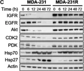 Fig.4.C showing Western Blotting in a Homo sapiens (Human) sample from the publication: Histone deacetylase activity mediates acquired resistance towards structurally diverse HSP90 inhibitors.
