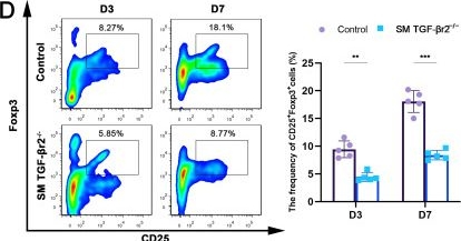 Fig.1.D showing Flow cytometry/Cell sorting from the publication: Regenerating myofiber with activating of TGF-β signaling contributes to macrophage efferocytosis through enhancing Tregs response in inflamed muscle.