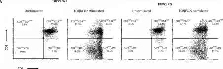 Fig.7.B showing Flow cytometry/Cell sorting from the publication: The TRPV1 ion channel regulates thymocyte differentiation by modulating autophagy and proteasome activity.