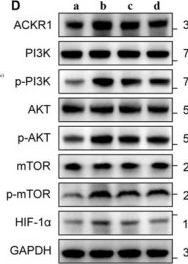 Fig.8.D showing Western Blotting from the publication: Single-Cell Sequencing Reveals That CCL2+ Adipose-Derived Stem Cells Promote Diabetic Wound Healing Through the CCL2-ACKR1 Signaling Axis.