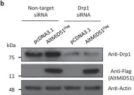 Fig.13.B showing Western Blotting from the publication: Deep transcriptome annotation enables the discovery and functional characterization of cryptic small proteins.