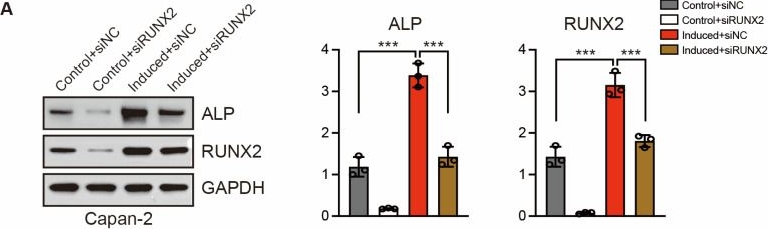 Fig.6.A showing Western Blotting in a Homo sapiens (Human) sample from the publication: Osteogenic-like Phenotypic Reprogramming Is Associated with Reduced Malignant Behaviors in Pancreatic Cancer Cells Involving MAPK-ERK Signaling.