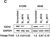 Fig.1.C showing Western Blotting from the publication: EZH2 promotes malignant behaviors via cell cycle dysregulation and its mRNA level associates with prognosis of patient with non-small cell lung cancer.