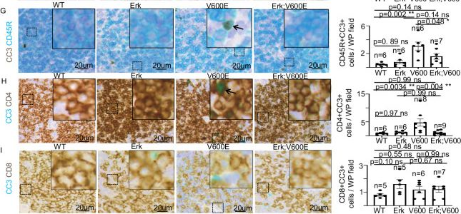 Fig.4.G showing Immunohistochemistry in a Mus musculus (House mouse) sample from the publication: Differential contribution for ERK1 and ERK2 kinases in BRAFV600E-triggered phenotypes in adult mouse models.