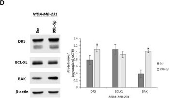 Fig.2.D showing Western Blotting in a Mus musculus (House mouse) sample from the publication: miR-99b-5p inhibition drives apoptosis and tumor shrinkage in triple-negative breast cancer: functional characterization through AGO2-RIP-seq and mechanistic insights.