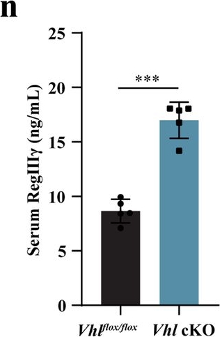 Fig.2.N showing Enzyme-linked immunosorbent assay from the publication: Activation of the osteoblastic HIF-1α pathway partially alleviates the symptoms of STZ-induced type 1 diabetes mellitus via RegIIIγ.