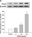 Fig.2.C showing Western Blotting from the publication: Resveratrol prevents nanoparticles-induced inflammation and oxidative stress via downregulation of PKC-α and NADPH oxidase in lung epithelial A549 cells.
